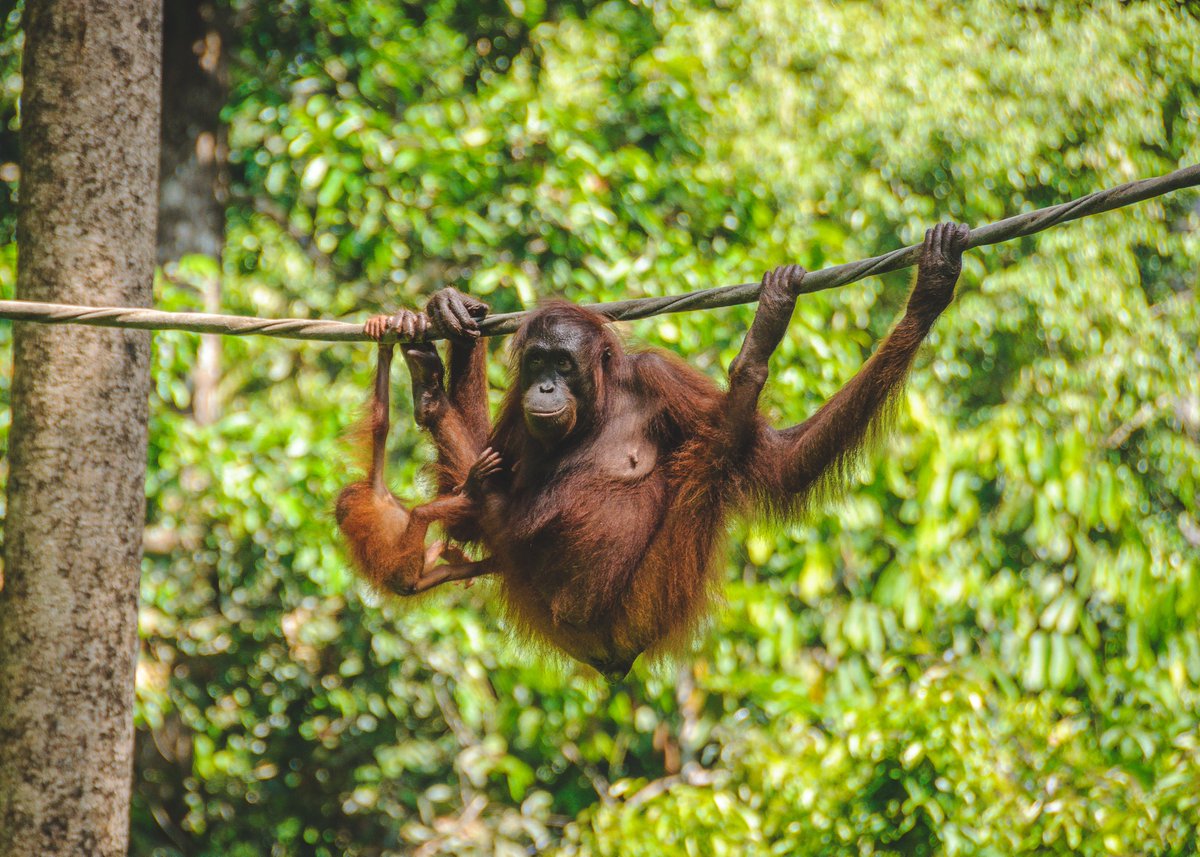 Luxury hotels, Jungle lodges &amp; Local Longhouse - Orangutans and islands of Borneo

Did you see Levison Wood's 'Walking With Orangutans' on C4 last Sunday? Orangutans are one of the most human-like of all wild animals and.....

 - View Further Details :: link.viewtrip.co/MvMk