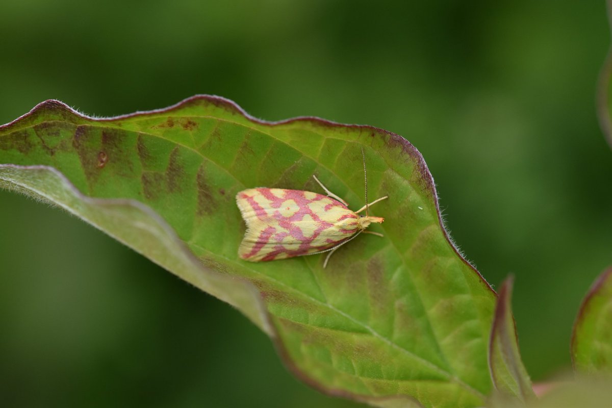 Steven Lofting tweet media