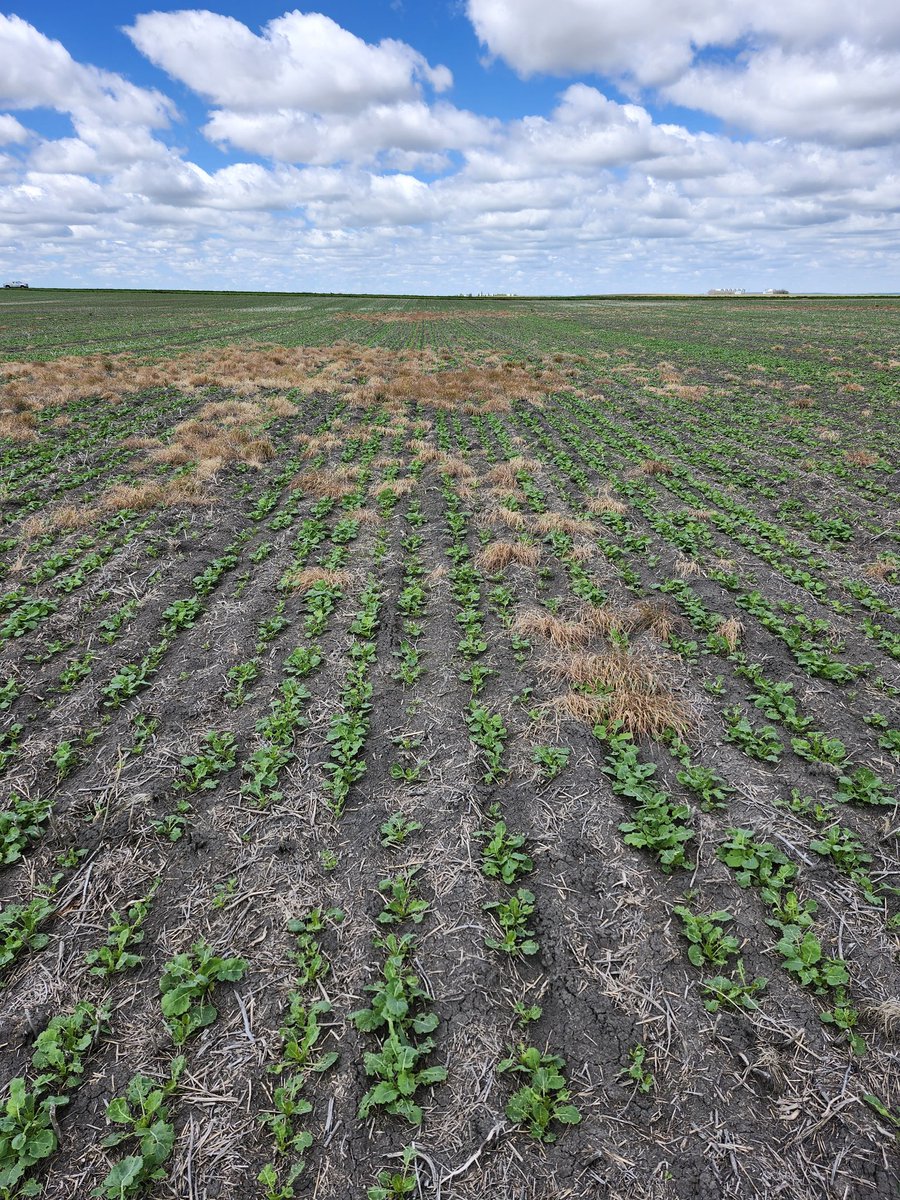 Justin Dering, PAg, CCA tweet media