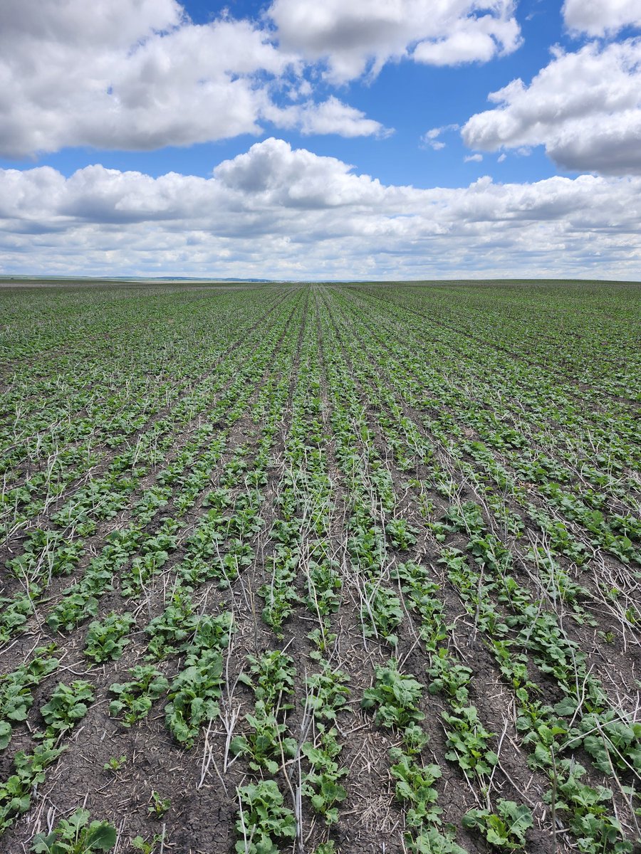 Justin Dering, PAg, CCA tweet media