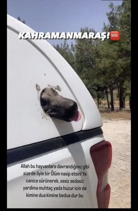 Hani bayram geliyor bayram Namazına gidecek bunu yapanların bir çoğu yazıklar olsun bu ne Müslümanlığa ne de insanlığa yakışır yavrucak nefes alabilmek için çabalıyor ve arabada bir sürü can var🐕 Alfa arama kurtarmayı içeri almıyorlar🤬 Kahraman maraş barınağında katliam var❗️