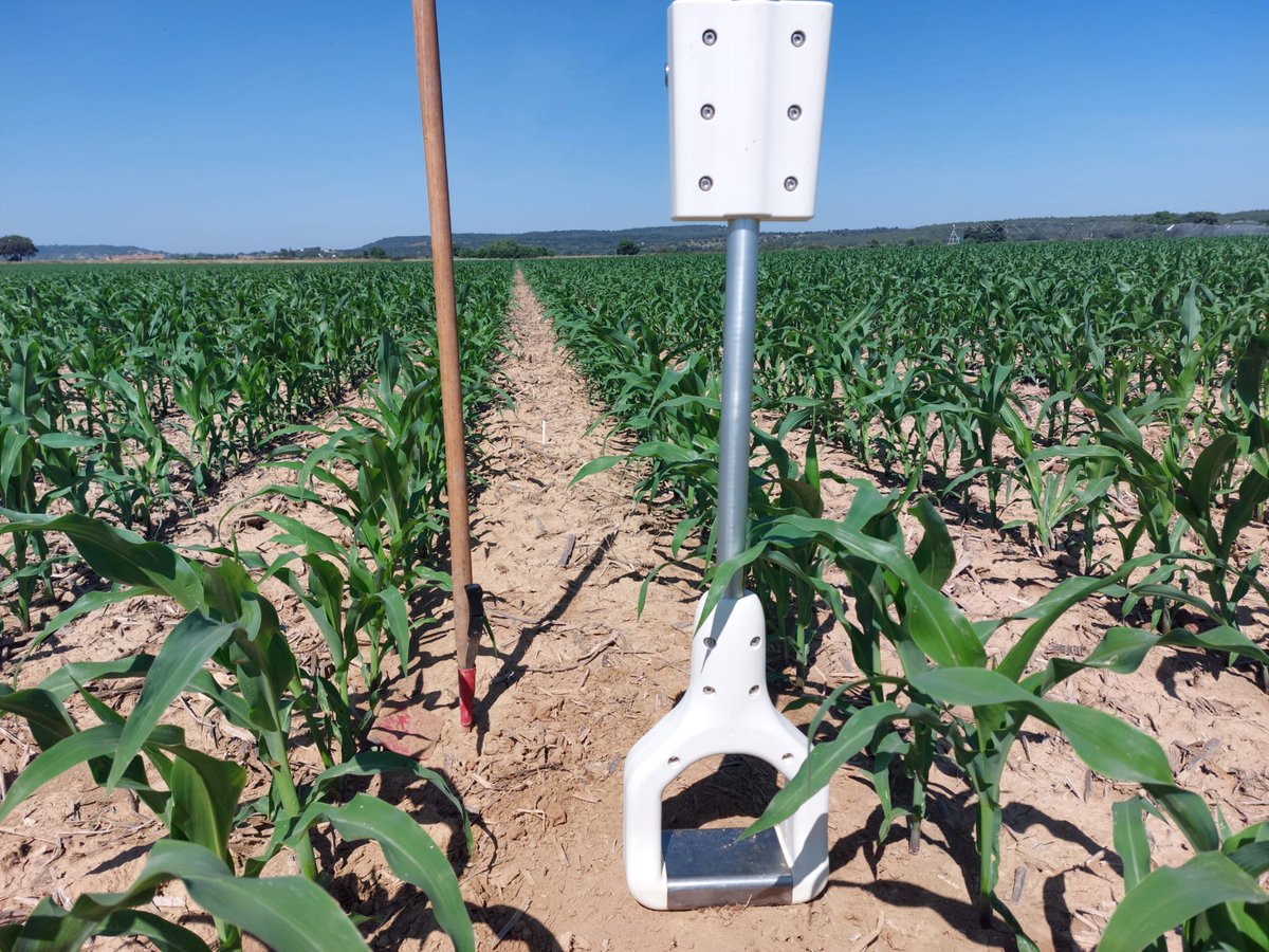 syngentaPT's tweet photo. 🌽Mapeamento de solo na Quinta da Cholda com a ferramenta digital #Stenon.
Esta análise permite saber quantidade de N no solo e a sua disponibilidade para a planta, facilitando a gestão azotada na parcela.
Este é nosso ensaio de milho mais completo na Europa!
#CropEx https://t.co/smZJgyaT3V