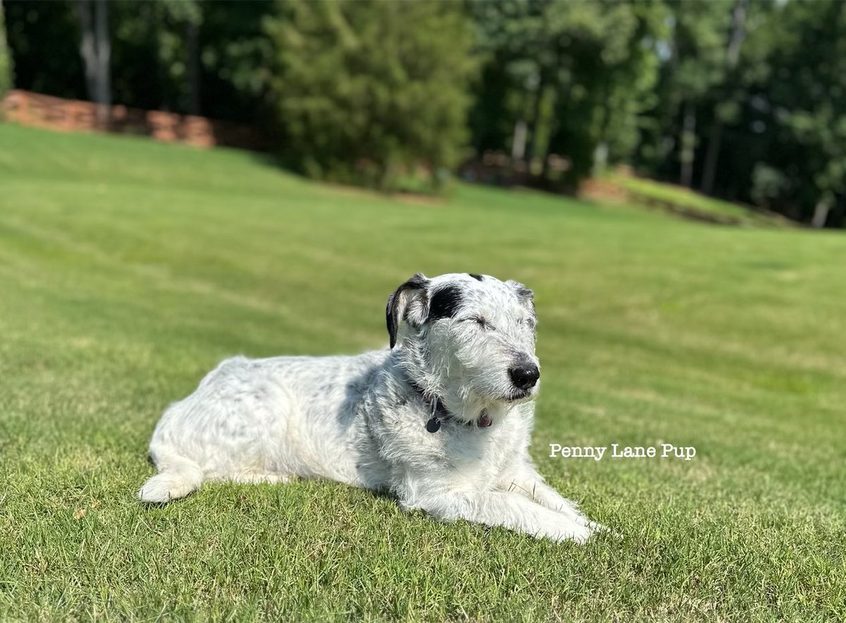 Penny_Lane_Pup's tweet image. Taking some time to think about what you all mean to me. In a world where there’s so much unkindness, I’m thankful fur da wuv found on #DogTwitter ❤️