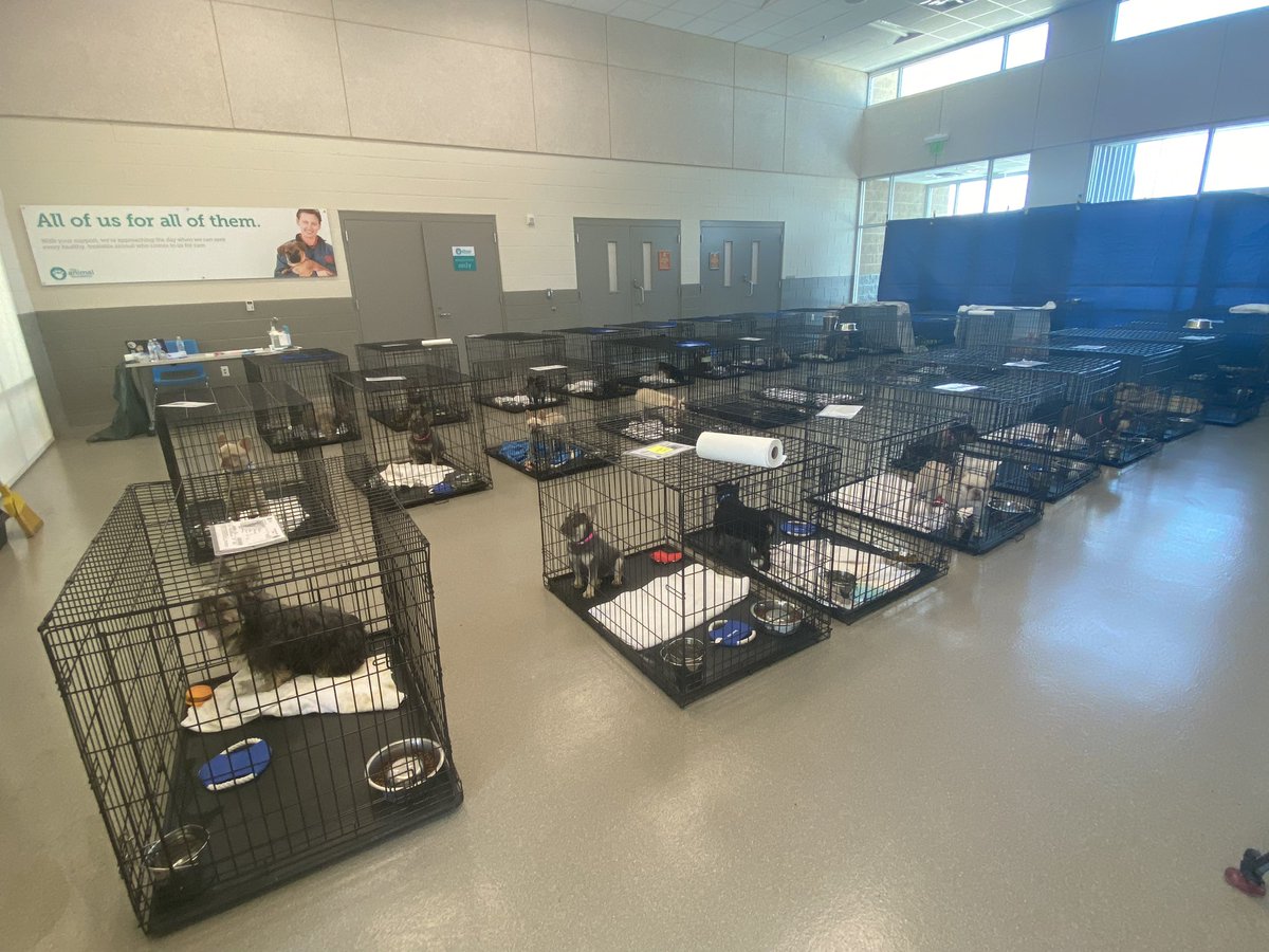 CristenDrummond's tweet photo. .@animalfndlv received 38 dogs last night from an accused illegal breeding operation, according to the foundation’s CEO.

Majority of the dogs are French Bulldogs. One is nursing four puppies and four others are pregnant.

The foundation reports having 853 animals in their care, putting the shelter past critical capacity.