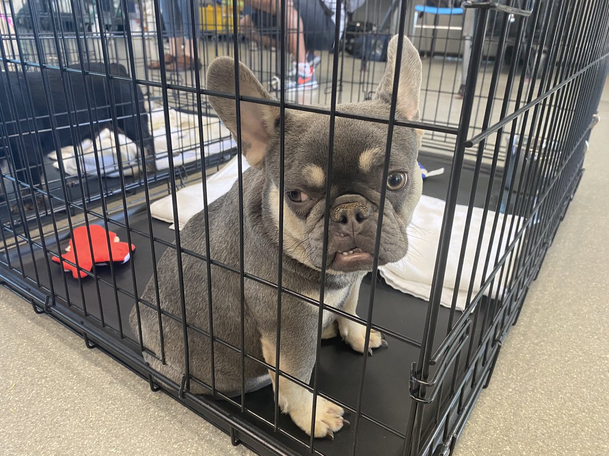 CristenDrummond's tweet photo. .@animalfndlv received 38 dogs last night from an accused illegal breeding operation, according to the foundation’s CEO.

Majority of the dogs are French Bulldogs. One is nursing four puppies and four others are pregnant.

The foundation reports having 853 animals in their care, putting the shelter past critical capacity.