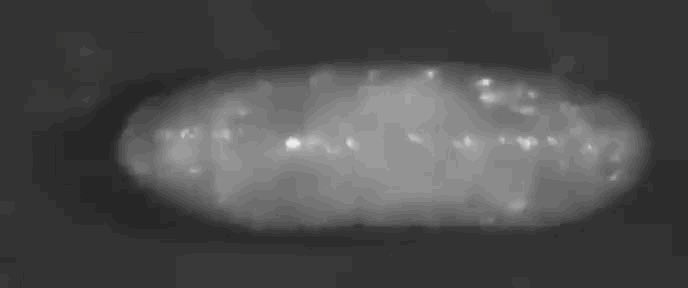 Claudiomics's tweet photo. Delighted to share a new paper from the lab just out in eLife, showing the effects of miRNA regulation during the embryonic emergence of movement. Thank you to the tweeter-less champion Jonathan Menzies and great collaborators Andre Chagas and Tom Baden 👉🏼 https://t.co/81KCZqY0aU https://t.co/qR4fI6ILGB