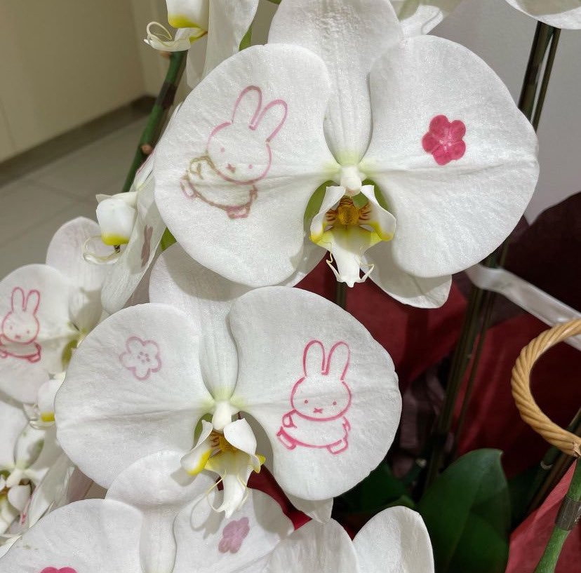 mielgirltwt's tweet photo. miffy on orchids https://t.co/B86p4E6suU