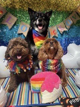 YouWillAchieve's tweet photo. Happy Pride Month!! Love is love! My pups and I support everyone! https://t.co/hpZRj6iUjq