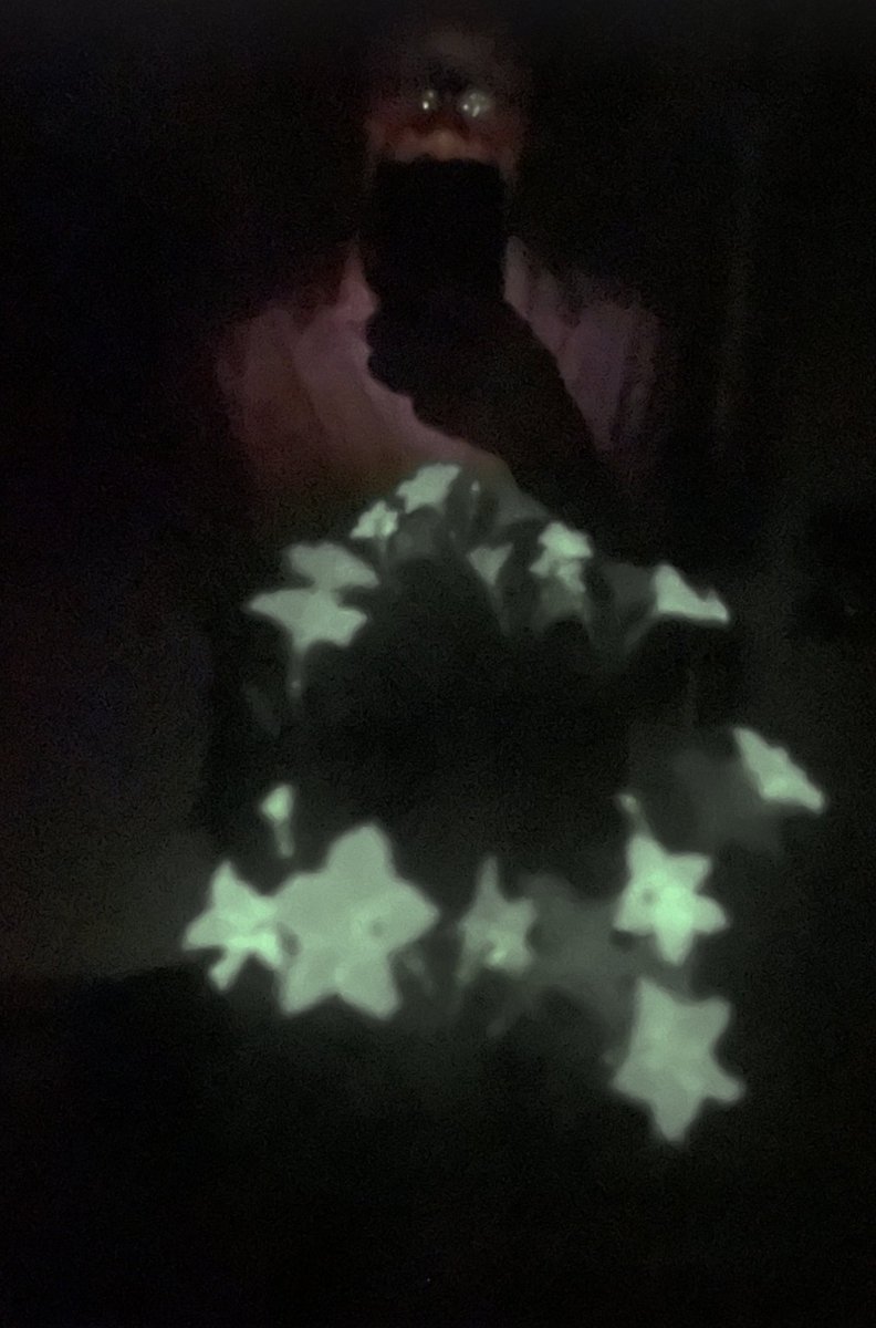 Following my petunia carnage, <a href="/light_bio/">Light Bio</a> sent me some replacement bioluminescent plants. They really do glow in the dark.