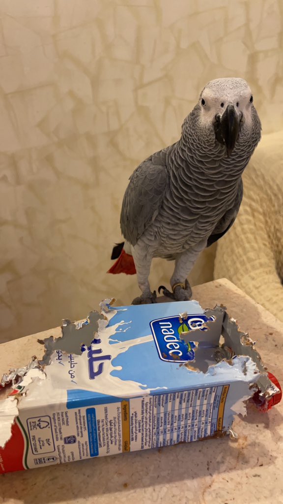 3zzo_gh's tweet photo. معليش يانادك بس كان نفس كوكو في الحليب 😅🐦 @NadecFoods @NadecCare https://t.co/DD5z1wMNtV