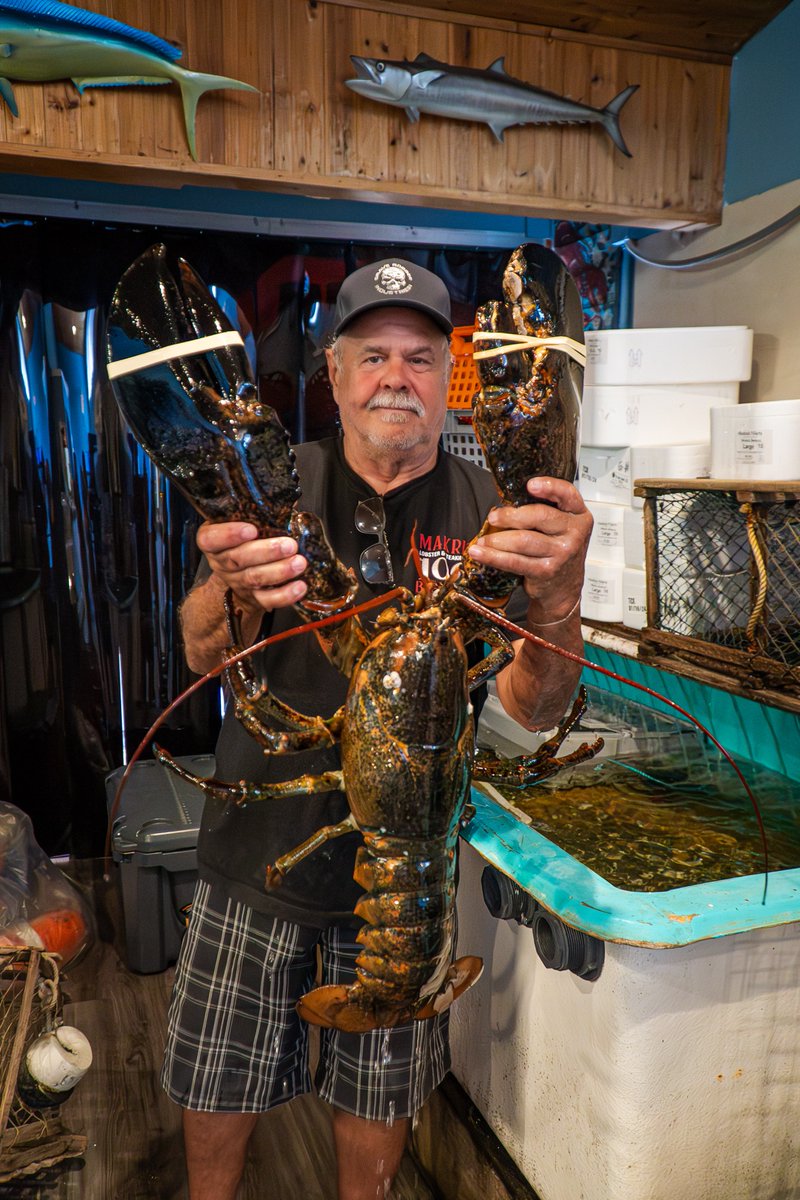 NHMS's tweet photo. A 24 POUNDER FOR 2024. 🦞🏆

LOUDON THE LOBSTER HAS ARRIVED!!

#NHMS | #TheMagicMile https://t.co/dwgJyFN4SP