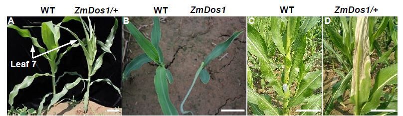 PlantPhys's tweet photo. Tubulin participates in establishing protoxylem vessel reinforcement patterns and hydraulic conductivity in maize (Shiquan Huang, Siyi Guo, Liufeng Dai, Lingyu Mi, Wenrao Li, Jingjing Xing, Zhubing Hu, Wenqiang Wu, et. al.) https://t.co/An7LCyq0gV @henu.edu.cn @ASPB #PlantSc https://t.co/Fxo2RxhZPL