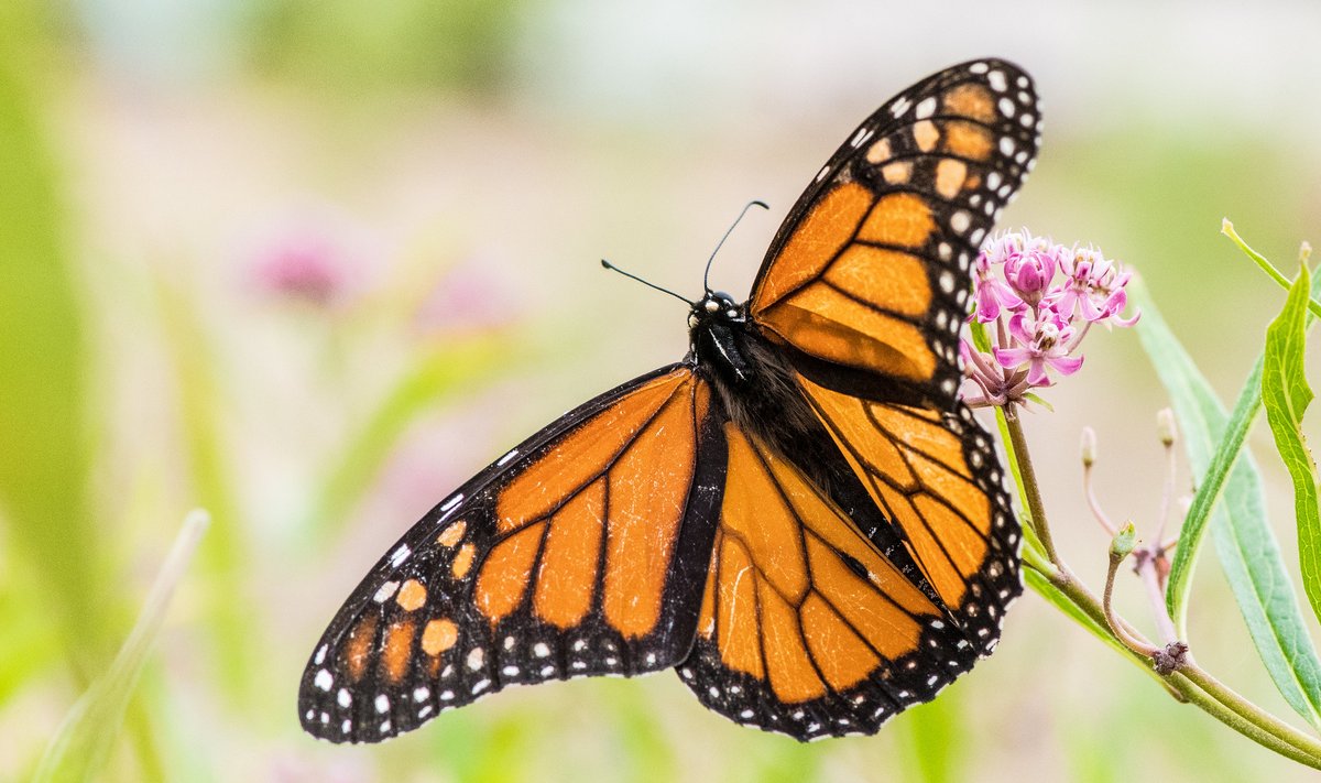 Farmers.gov (@farmersgov) on Twitter photo .<a href="/USDA/">Dept. of Agriculture</a> unveils new research that finds managing habitat for the golden-winged warbler also benefits insect pollinators like the 🦋 monarch butterfly: bit.ly/3VqkjZ8 .<a href="/USDA/">Dept. of Agriculture</a> unveils new research that finds managing habitat for the golden-winged warbler also benefits insect pollinators like the 🦋 monarch butterfly: bit.ly/3VqkjZ8