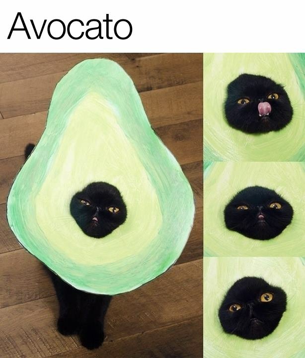 Avocato