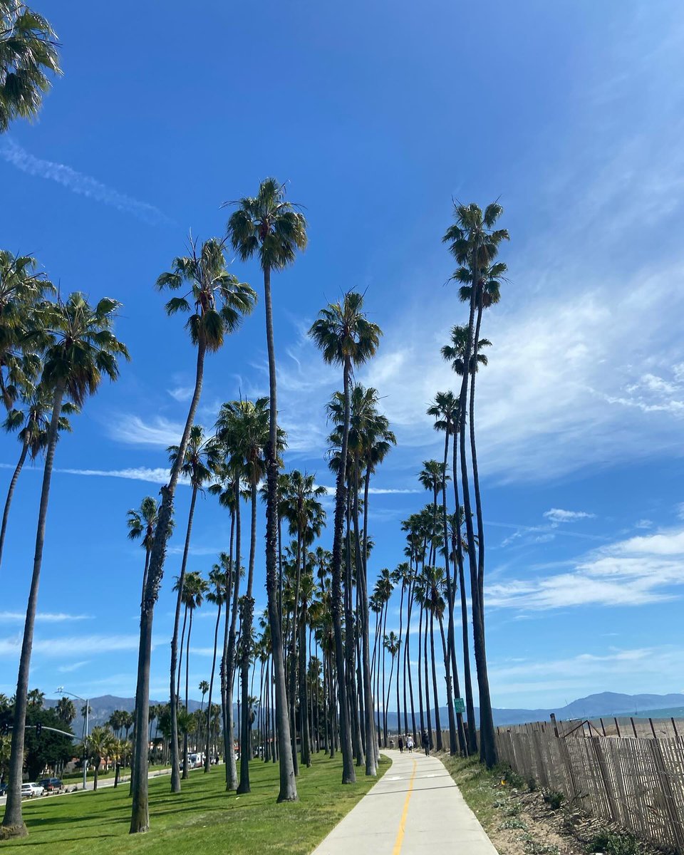 ParadisRetreats's tweet image. 🚴‍♂️🌴 Pedal Paradise Found in Santa Barbara! 🌞

Why walk when you can roll? Glide down palm tree-lined paths with the Santa Barbara breeze as your guide. 

@holliscuguerra

#SantaBarbaraBiking #PalmTreeParadise #BikeLife #CaliforniaDreaming #ScenicCycles #RideInStyle #Coastal