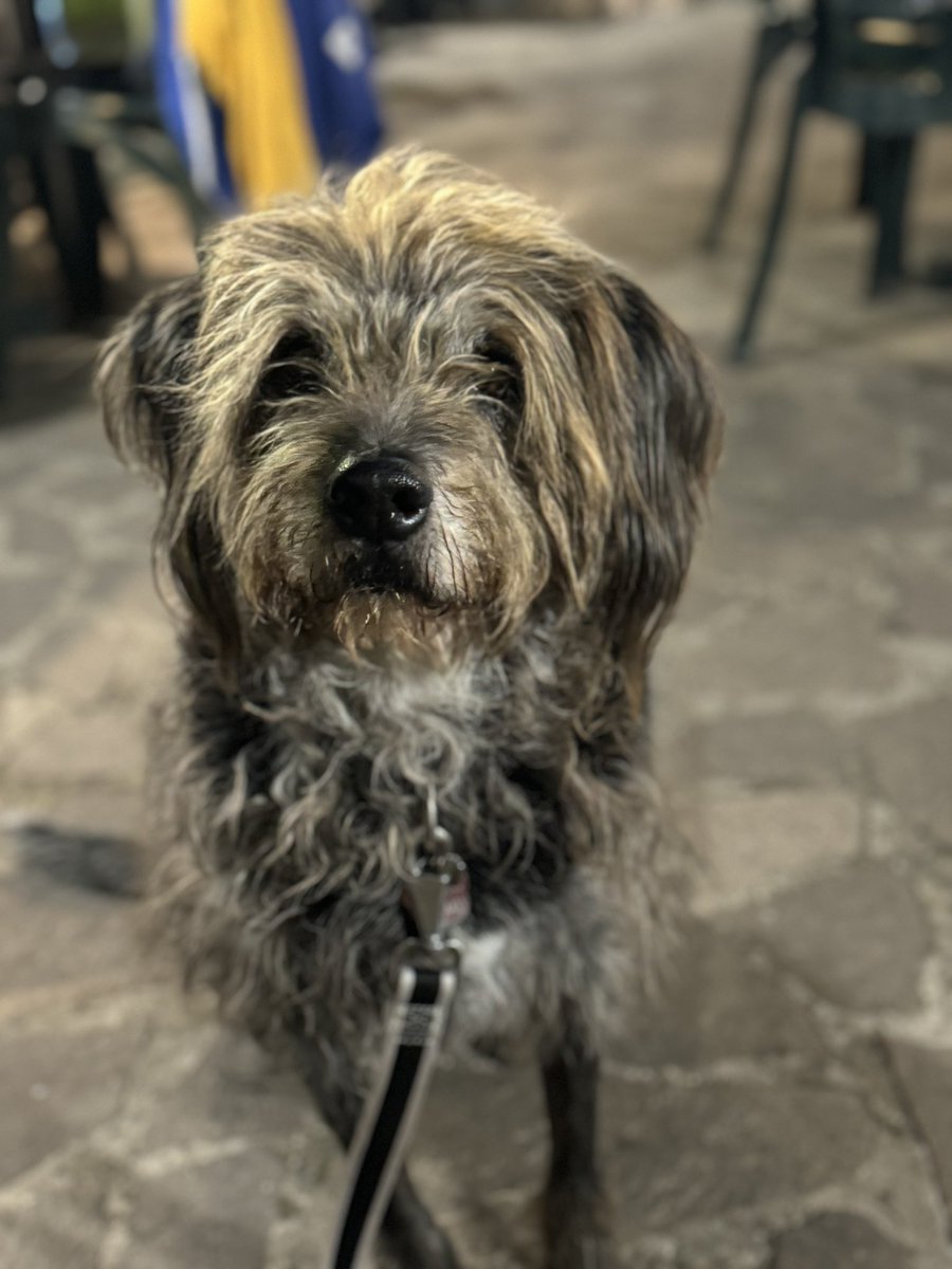 Pat_Falzetti's tweet photo. La nostra Stella (14 anni compiuti a febbraio) è stata operata qualche settimana fa, asportazione della milza per un emoangiosarcoma. 
Inizierà a breve la chemioterapia; il 50% dei tumori dei cani sono di questo tipo, crescono velocemente e formano velocemente delle metastasi.
1 https://t.co/u1ejPNE7AI