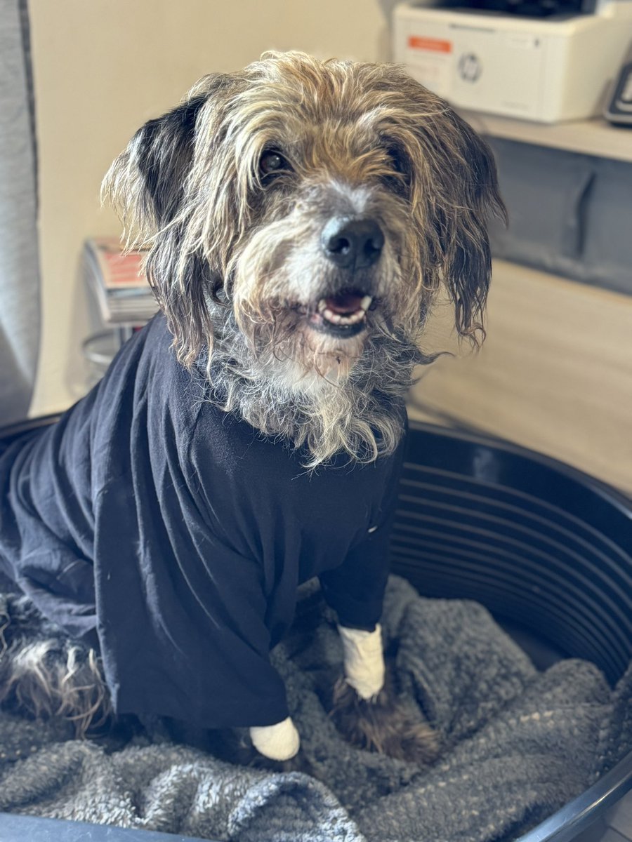 Pat_Falzetti's tweet photo. La nostra Stella (14 anni compiuti a febbraio) è stata operata qualche settimana fa, asportazione della milza per un emoangiosarcoma. 
Inizierà a breve la chemioterapia; il 50% dei tumori dei cani sono di questo tipo, crescono velocemente e formano velocemente delle metastasi.
1 https://t.co/u1ejPNE7AI