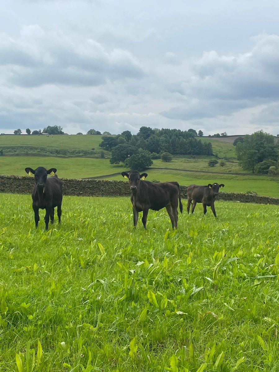 🌱🐮 Outside and Lovin it! 🐮🌱

These February born calves have been reared on Vitality Calf Milk Replacer and they are now happily grazing on a Herbal Ley, both supplied by <a href="/CarrsBillington/">Carr's Billington</a>.

We love seeing pictures of your livestock so keep sending them our way.

📸 Lee Hunter