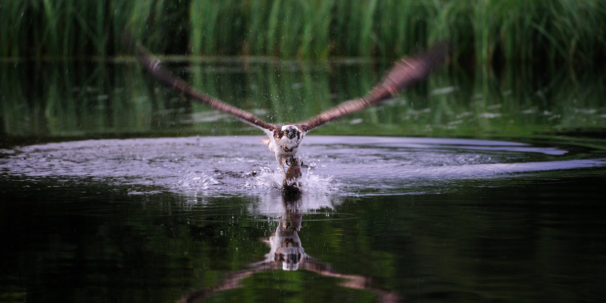 ⭐️WINNER - CAMERA⭐️

Fergus Gill, Scotland: The New Wild | Maramedia
#RTSScotlandAwards