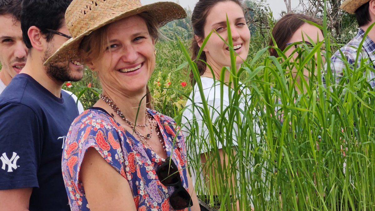 Kutub_joy's tweet image. Vittoria Brambilla and her team preparing #Genome_edited rice seedlings for first ever field trial in #Italy. Three genes, including Pi21, were edited. 
Congrats @KamounLab for this great collaborative effort in developing this blast resistant rice. 
tsl.ac.uk/news/gene-edit…