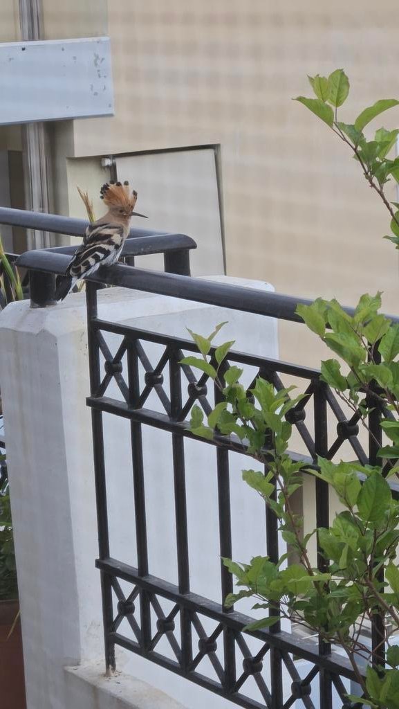 With thanks to <a href="/PacoVaroch/">Paco Varoch</a>  for his wonderful recording of my composition "Transformations in Flight" for solo piccolo. Listen here: youtu.be/RM5UKPzRykE?fe… photo of a hoopoe on our balcony by my daughter