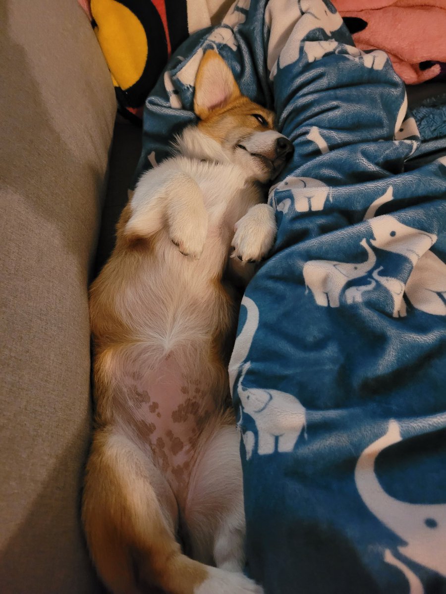 zephyrinetaylor's tweet image. I can no longer hold it in. 
Y&apos;all, we got a puppy. 
Meet Athena