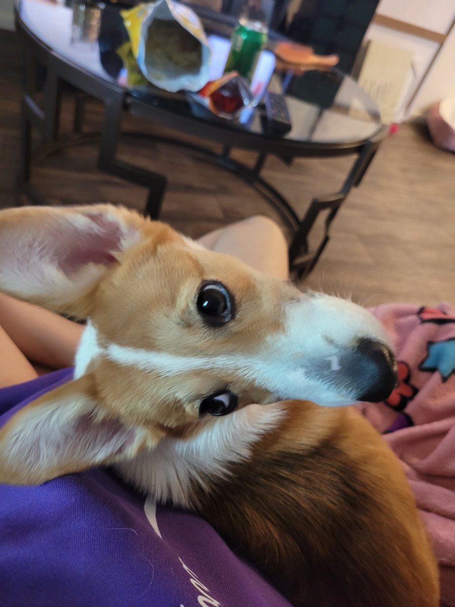 zephyrinetaylor's tweet image. I can no longer hold it in. 
Y&apos;all, we got a puppy. 
Meet Athena