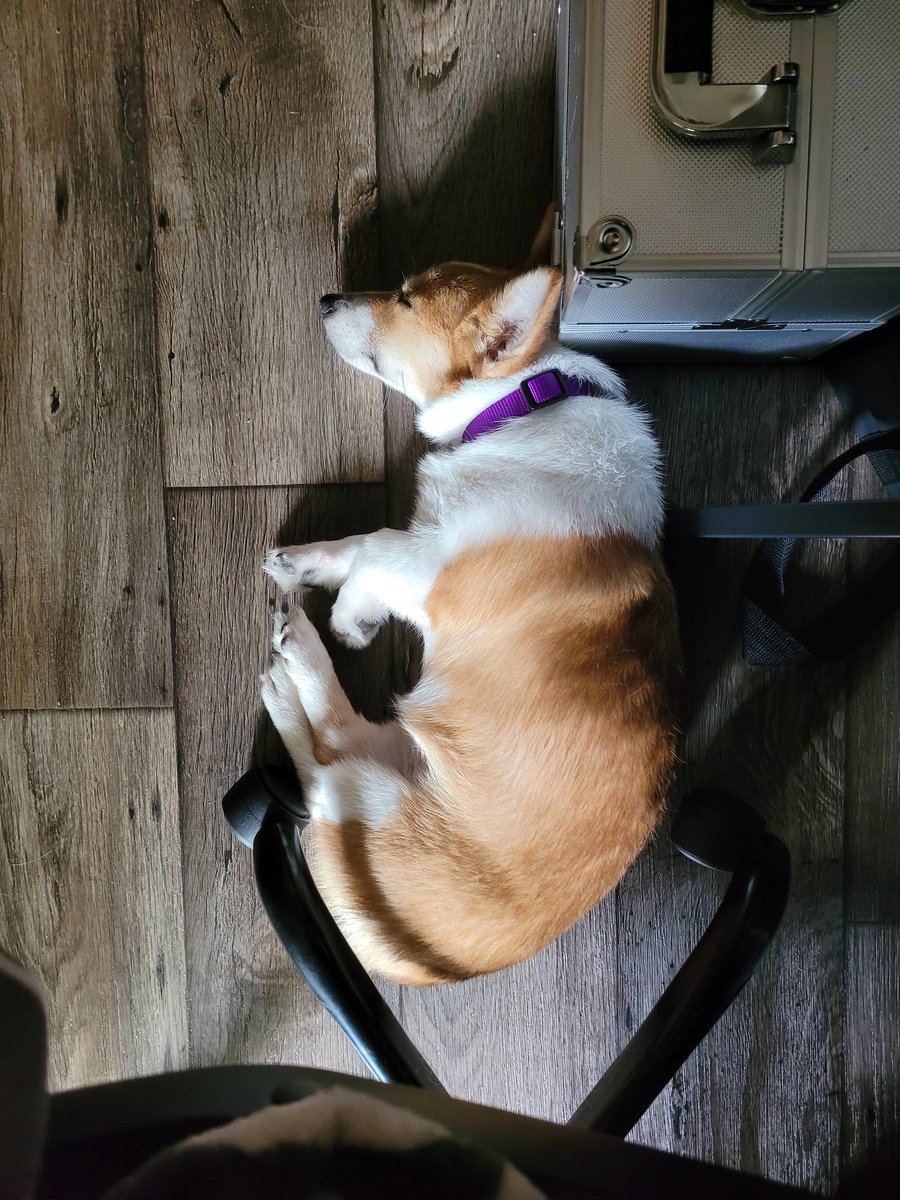 zephyrinetaylor's tweet image. I can no longer hold it in. 
Y&apos;all, we got a puppy. 
Meet Athena