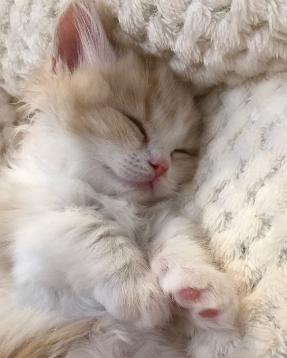 cutestscats's tweet photo. https://t.co/EVJ4KvfXvi