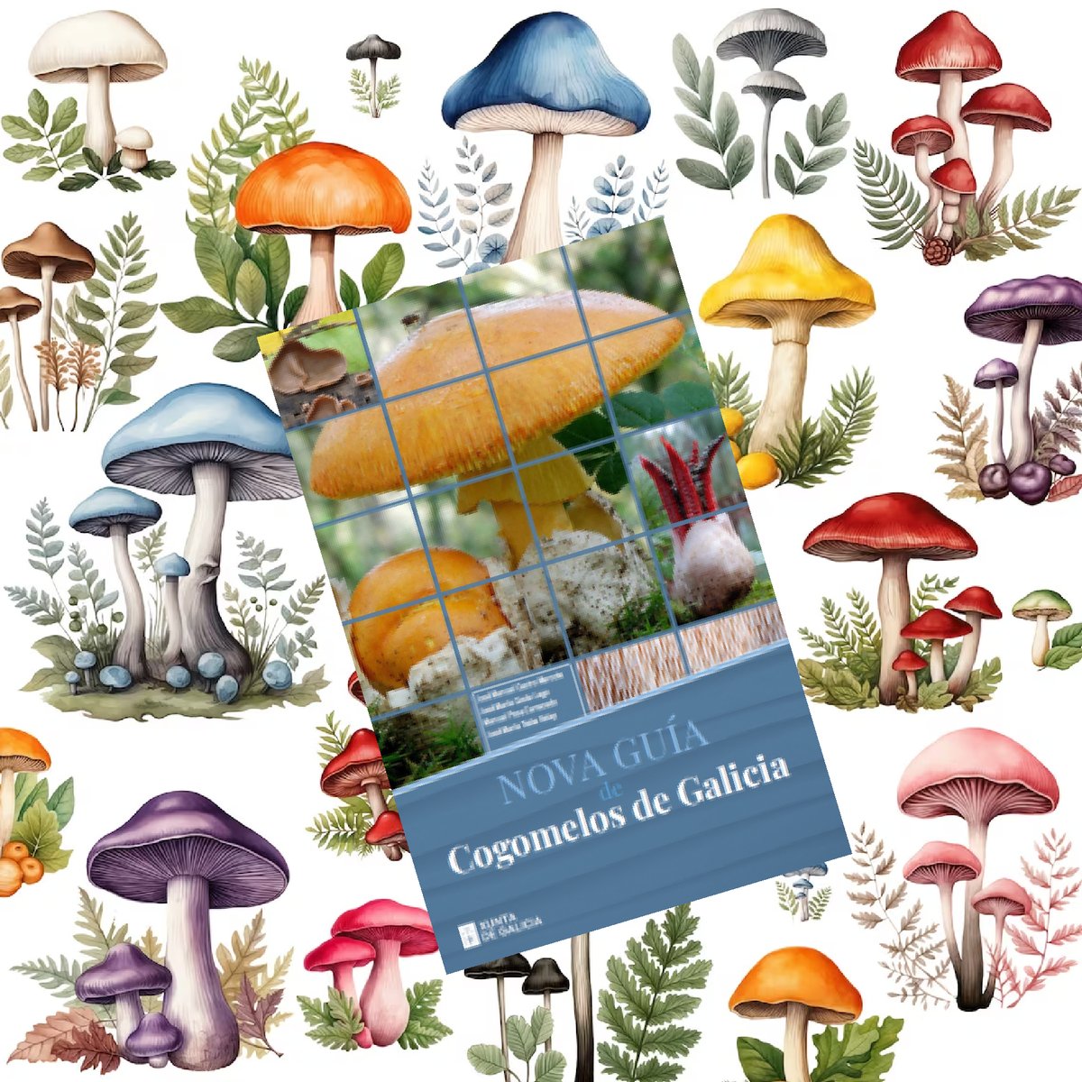 NOVA GUÍA DE COGOMELOS DE GALICIA.

Contén 700 especies recollidas en Galicia

libreriaabrente.es/products/nova-…