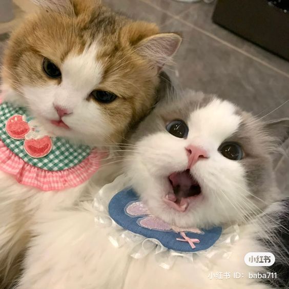 cutest cats (@cutestscats) on Twitter photo 