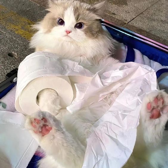 cutest cats (@cutestscats) on Twitter photo 
