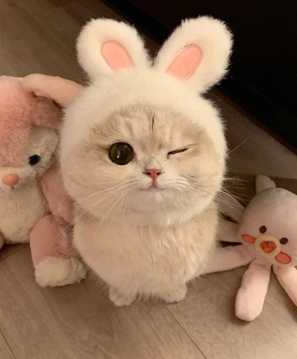 cutest cats (@cutestscats) on Twitter photo 