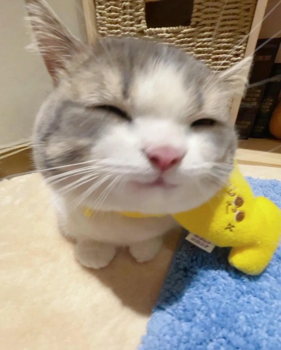 cutest cats (@cutestscats) on Twitter photo 