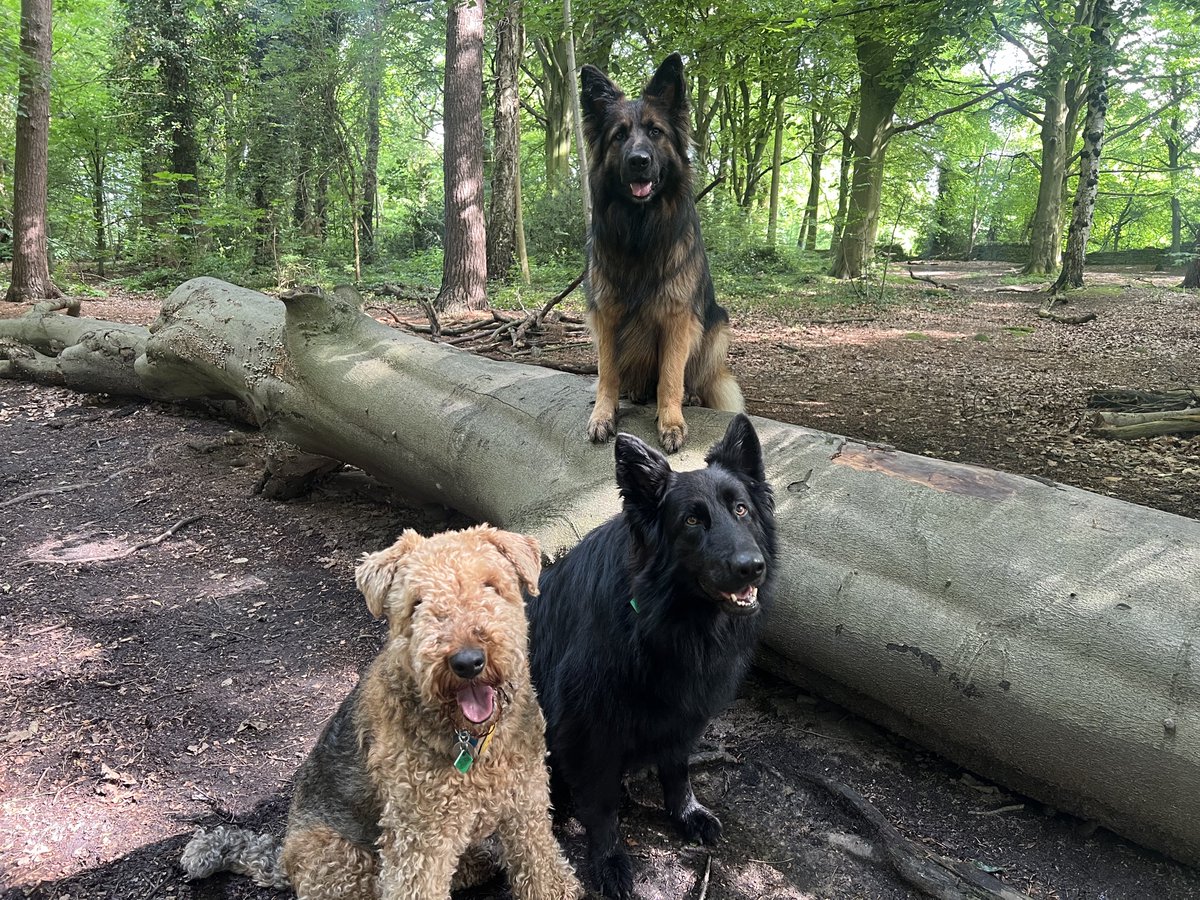 ForRover's tweet image. The day was timed perfectly, the first raindrops started just as I loaded the last of the pooches into the van to finish the day. Pupfect!