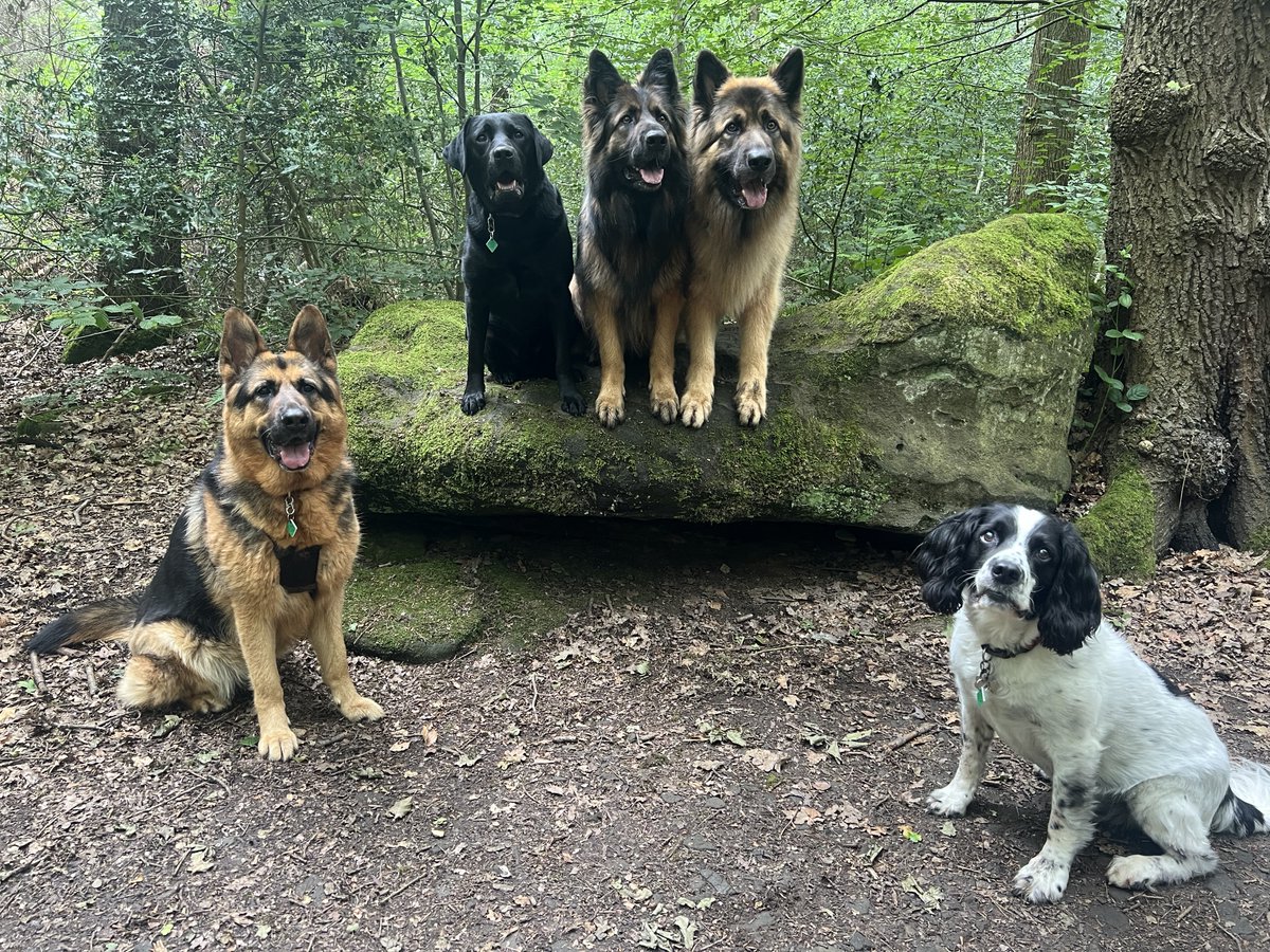 ForRover's tweet image. The day was timed perfectly, the first raindrops started just as I loaded the last of the pooches into the van to finish the day. Pupfect!