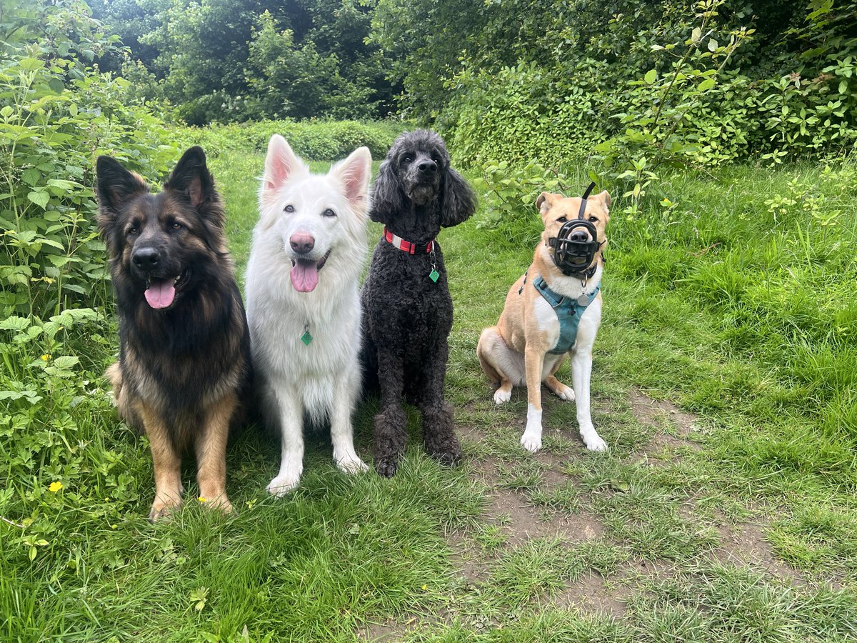 ForRover's tweet image. The day was timed perfectly, the first raindrops started just as I loaded the last of the pooches into the van to finish the day. Pupfect!