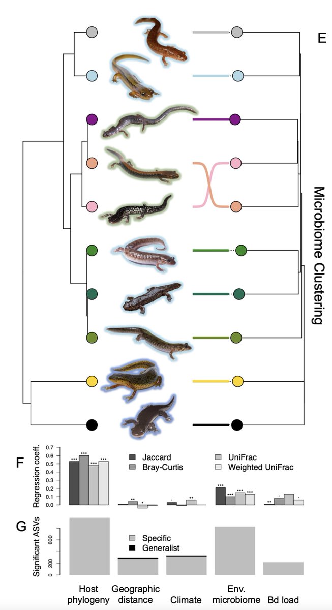 Appalachian salamanders are beautiful! We show #salamanders pick up the bacteria on their skin from the environment in a species-specific way  &amp; this salamander-bacteria #phylosymbiosis relationship explains, in part, how susceptible they are to a pathogen
academic.oup.com/ismej/advance-…
