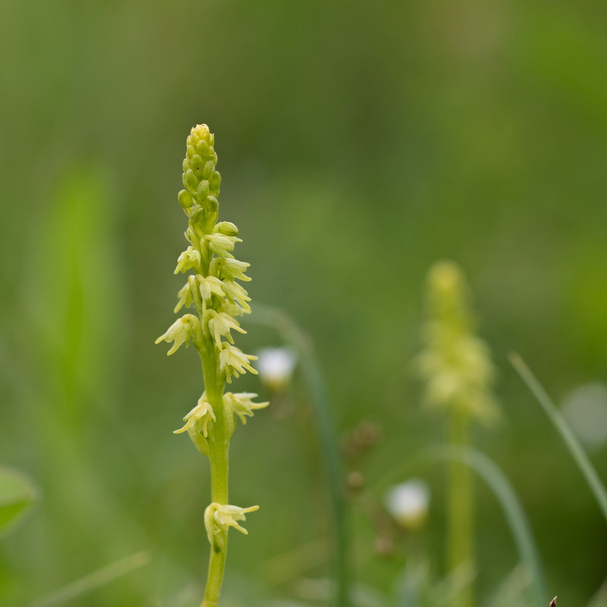 JoeHobden's tweet photo. Looking like an excellent year for Musk Orchid with 100s now emerging at Noar Hill, Hampshire. https://t.co/ztHma2s52T