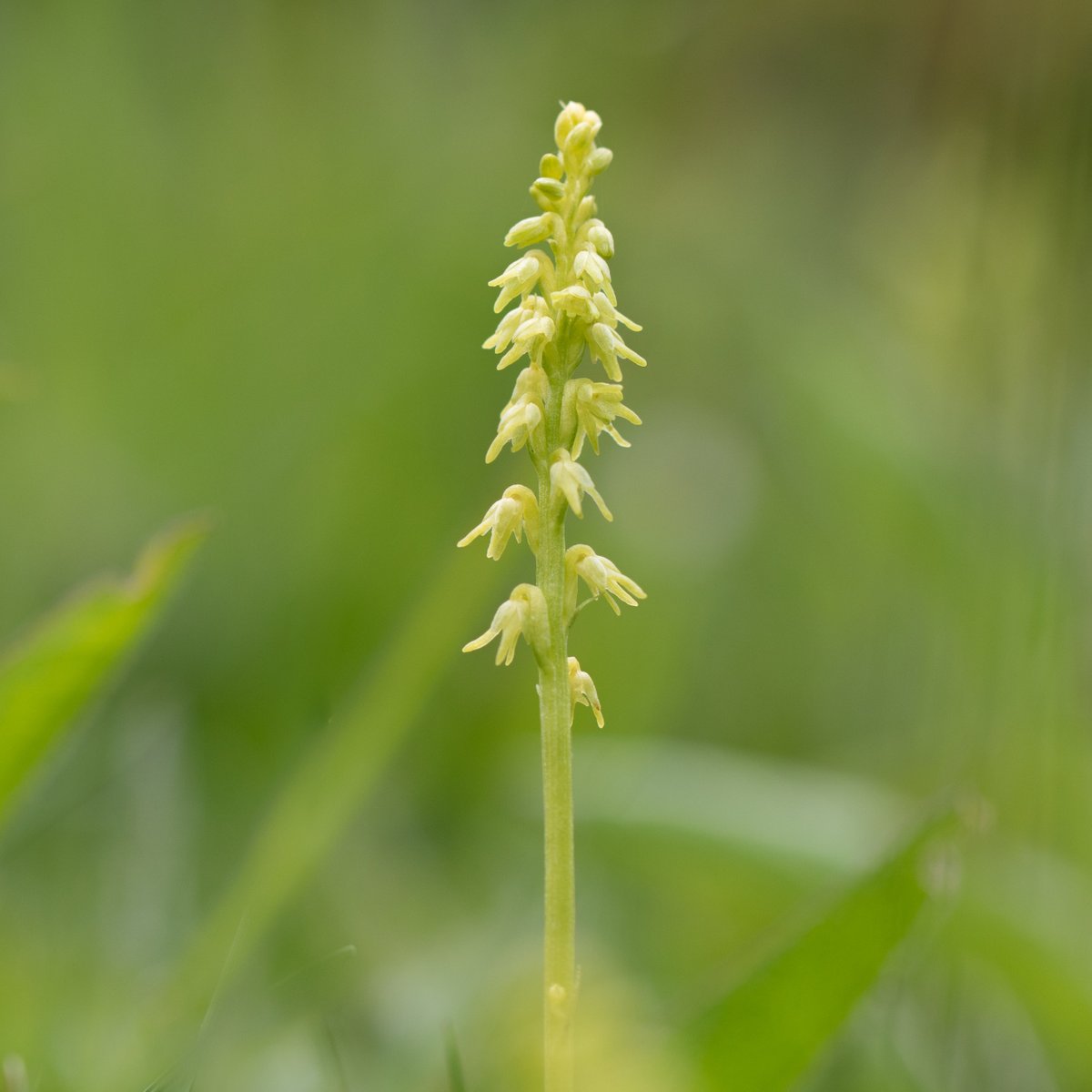 JoeHobden's tweet photo. Looking like an excellent year for Musk Orchid with 100s now emerging at Noar Hill, Hampshire. https://t.co/ztHma2s52T