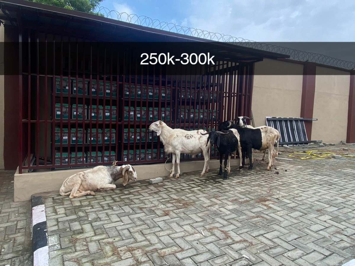 Muhammad1955292's tweet image. Celebrate Eid Adha the Prophetic Way: Announcing Fresh, High-Quality Sacrifice Ready Rams!

As we reflect on the story of Prophet Ibrahim (AS) and his unwavering devotion to Allah (SWT), Eid Adha reminds us of the importance of sacrifice and sharing. Choose sactifice animal