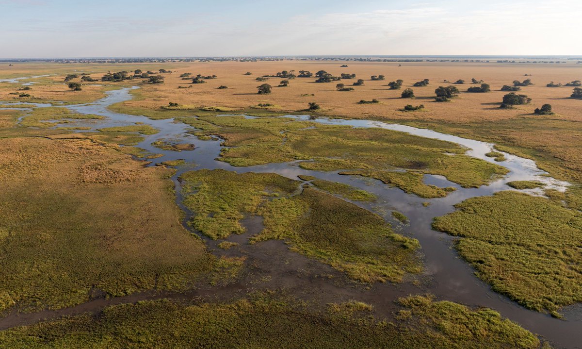 AfricanParks's tweet image. Kafue National Park in Zambia just launched the first episode of its new weekly radio show on radio station Itezhi Tezhi, covering conservation and the importance of protecting the ecosystem. You can listen to it online here: bit.ly/3KJSkyA