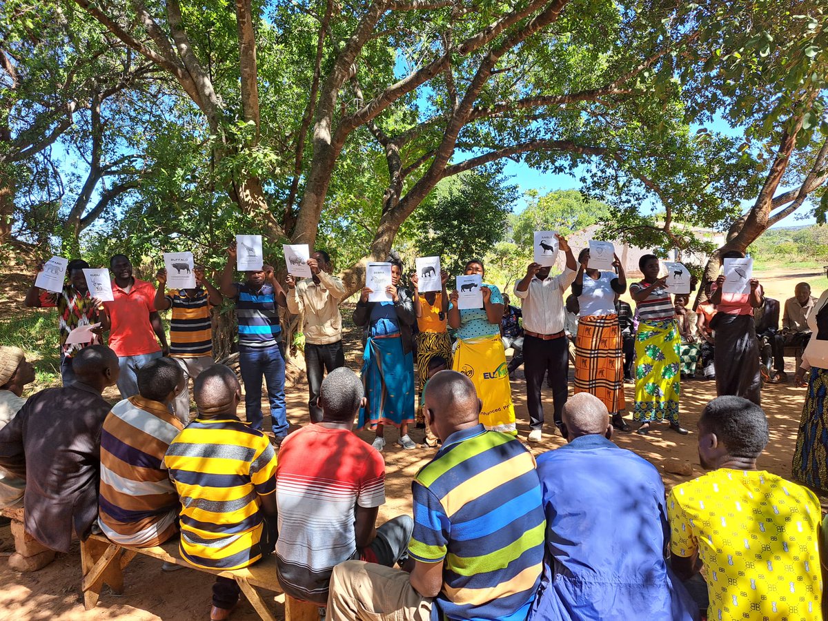 AfricanParks's tweet image. Kafue National Park in Zambia just launched the first episode of its new weekly radio show on radio station Itezhi Tezhi, covering conservation and the importance of protecting the ecosystem. You can listen to it online here: bit.ly/3KJSkyA