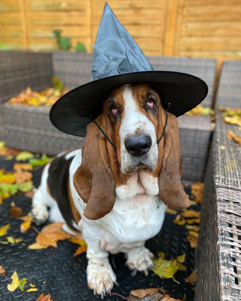 DrScratch's tweet photo. Tu votes basset t'as petit-déjeuner gratuit à 8h, snack à 10h45, premier déjeuner à 12h, deuxième déjeuner à 14h, collation à 16h, apéro à 19h, petit dîner à 20h et souper à 22h. Tout gratuit. #monprogramme #TouteRessemblance https://t.co/ePQHfXlYst