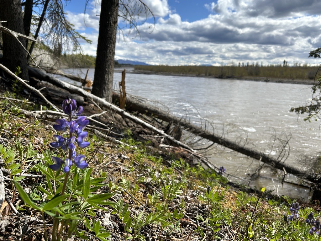 When the wildflowers are live, Summer has arrived at Wrangell-St. Elias! Check out more wildflowers on the park website: nps.gov/wrst/learn/nat…
Photo: NPS/Marjie Lodwick/Arctic Lupine in bloom along the Copper River in Slana, Alaska.
