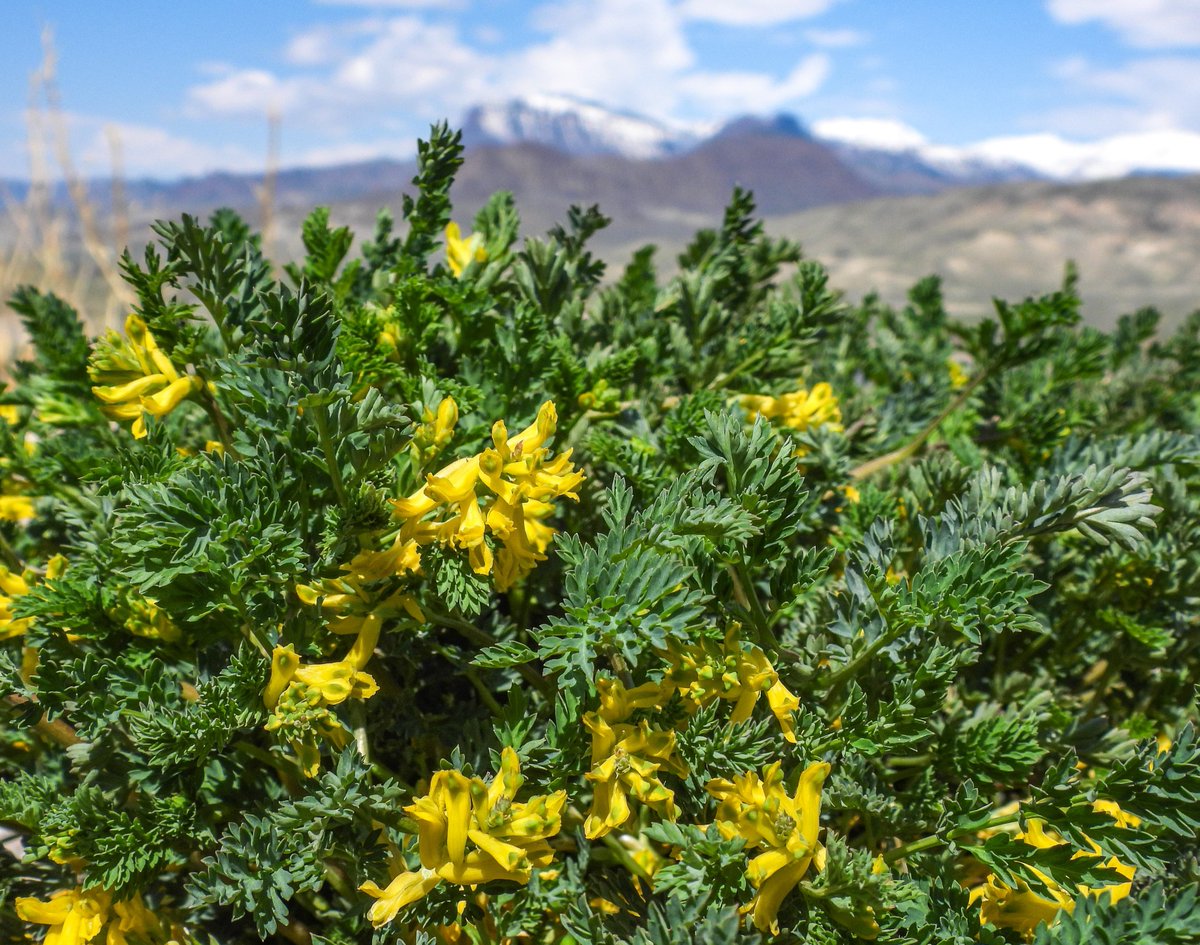 BLMWyoming's tweet photo. Let’s see what’s popping up in Northern Wyoming! #TrackTheBloom Photos by Kellen Waldo, Lisa Marks & Gretchen Hurley https://t.co/iJmKTsoa4H