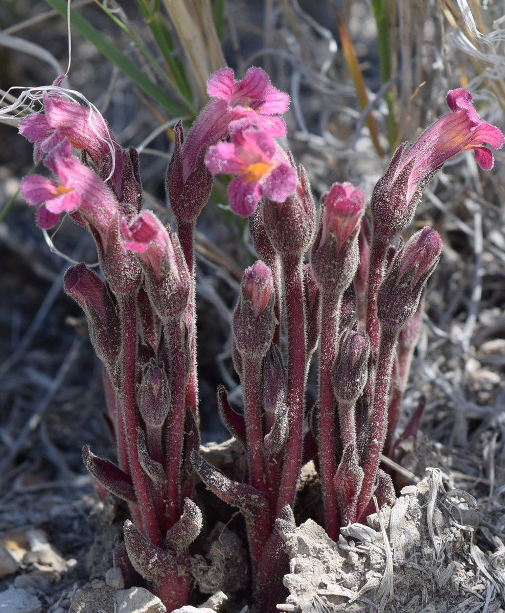 BLMWyoming's tweet photo. Let’s see what’s popping up in Northern Wyoming! #TrackTheBloom Photos by Kellen Waldo, Lisa Marks & Gretchen Hurley https://t.co/iJmKTsoa4H