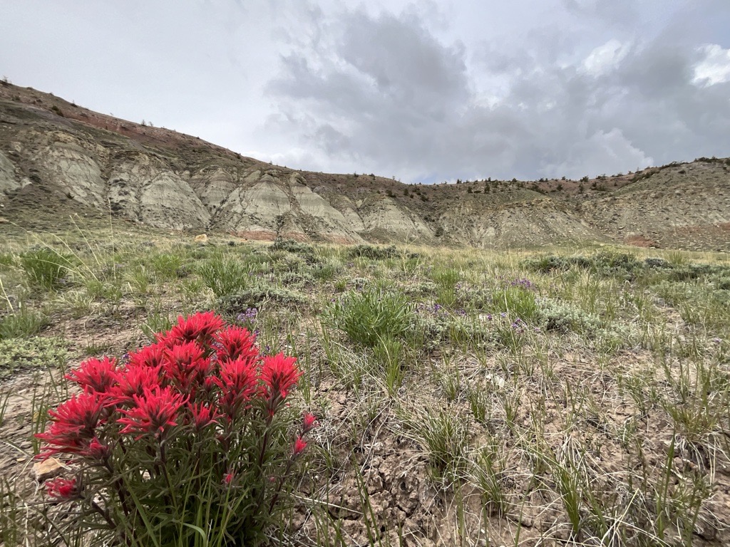 BLMWyoming's tweet photo. Let’s see what’s popping up in Northern Wyoming! #TrackTheBloom Photos by Kellen Waldo, Lisa Marks & Gretchen Hurley https://t.co/iJmKTsoa4H