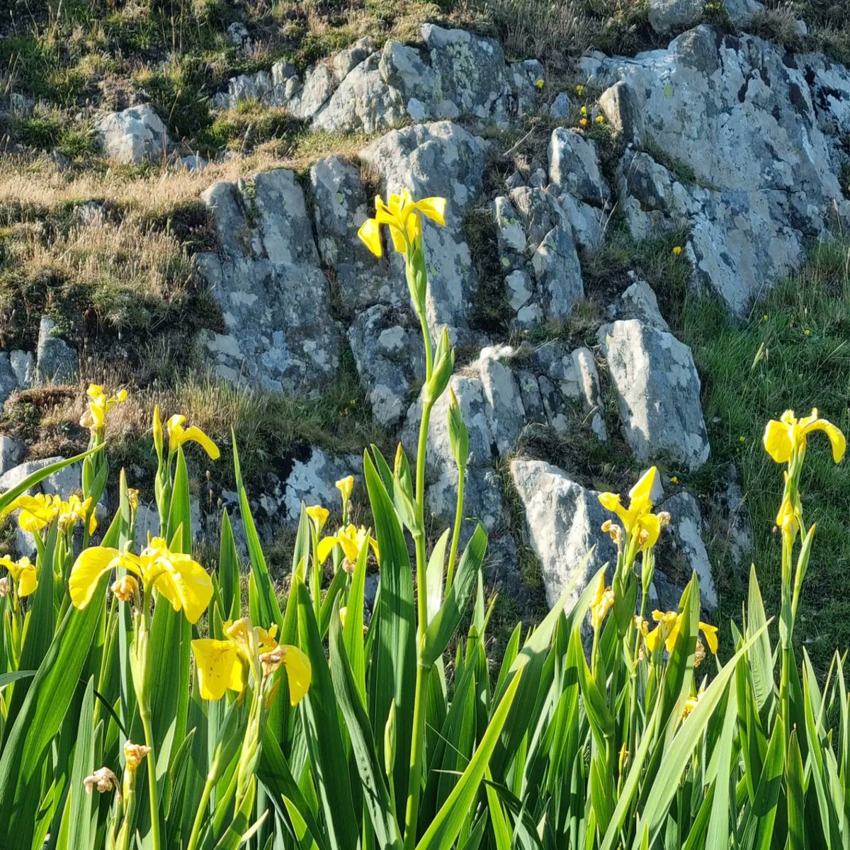 If you visit #Iona in June, you will certainly see some Yellow Flag Irises. As you explore the #island, stop by our #exhibition to find out more about the beauty and richness of Iona's #flora. We're right next door to the Rookery Café.🏵
#heritage #giftshop #hebrides #wildflowers