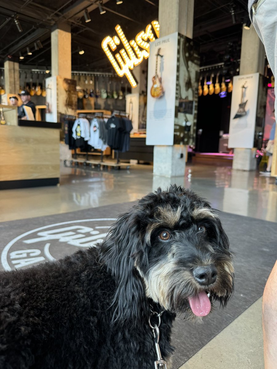 elucas25's tweet photo. @gibsonguitar please educate your #nashville staff/security on #ADA laws regarding #serviceanimals #servicedogs. Just lost a sale from my husband bc of the way I was treated. https://t.co/5lKXG6dm7K